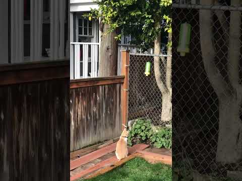 cat watches squirrel, then both suddenly scurry away #cat #catlife #squirrel