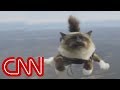 Skydiving cats cause uproar