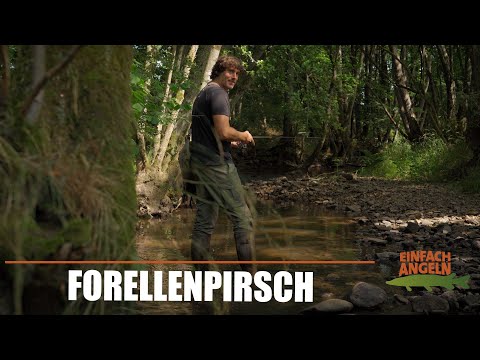 WILDE Bachforellen - GROẞE Fische im kleinen Waldbach!