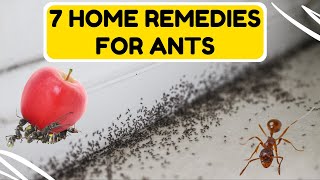 7 Home Remedies For Getting Rid of Ants That Work