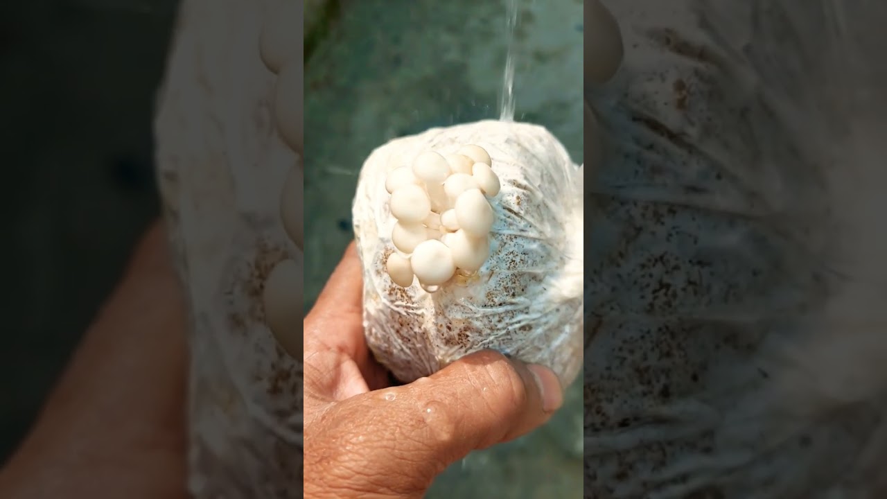 Building Wooden Log Cabin in Forest 🌲❤️ | Survival House Step by Step"2 #shorts #shortsvideo