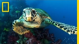 New Protected Ocean Area Is Bigger Than All U.S. National Parks Combined | National Geographic