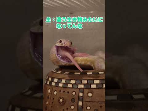 ヘビを遠ざけるにはどうすればいいですか？爬虫類から身を守るための 100% 天然のヒント  庭園