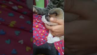 Download lagu street dog 😊||street dog ko doodh pilane ke liye liaye#viral #shorts mp3