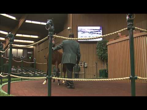 2014 September Yearling Sale Scenes from Week 1