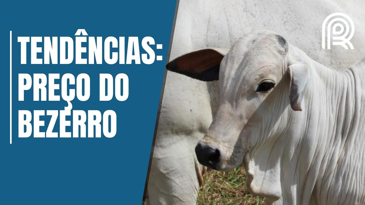 Reposição aquecida: preço do bezerro bate recorde em SP