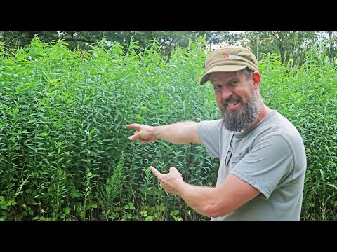 HOW TO GROW YOUR OWN COMPOST (This Took only TWO MONTHS!)