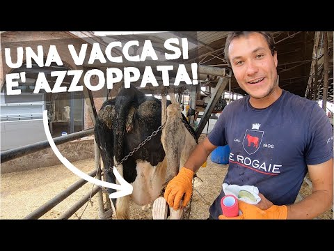 , title : 'Intervento su zoppia - mascalcia bovina'