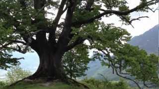 preview picture of video 'Gigantischer Baum Alpen Brannenburg'
