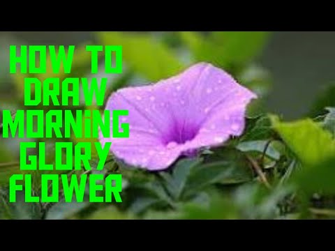 How to draw a morning glory flower easily #morninggloryflower#