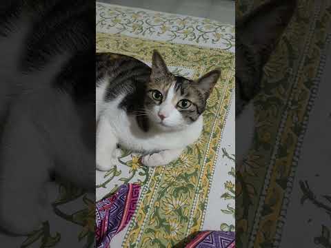 #946#smartcats#obedientcats#activecats#ytstudio#healthycats#catsshortsvideoviral2026