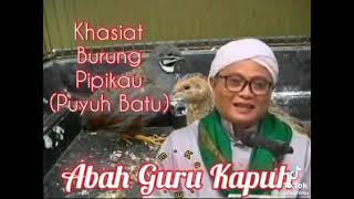 Download lagu ternyata ini khasiat syalwa ( burung papikau ) mp3 Download lagu ternyata ini khasiat syalwa ( burung papikau ) mp3