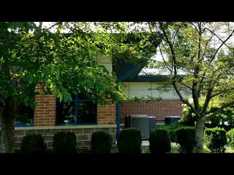 Bald-Faced Hornets Go To the Post Office in Warren, NJ