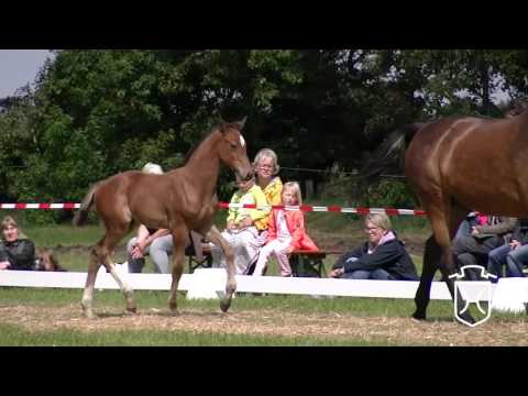 NF107 Hengstfohlen von Baloubet du Rouet - Diamant de Semilly - Acobat II