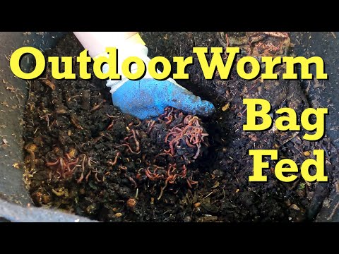40+ week old outdoor worm bag gets food & bedding - vermicomposting