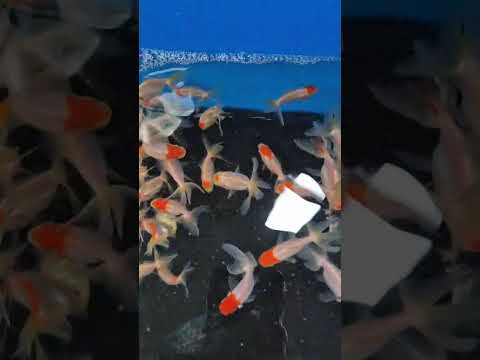 piscicultura Bianco Paicandu PR