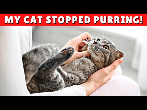 Why My Cat DOESN’T Purr Anymore? 😱