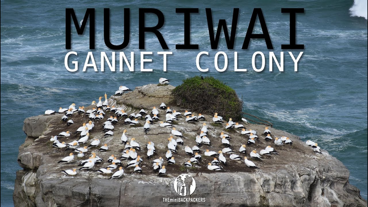 Take in the breathtaking visuals from Muriwai Beach, an experience to remember