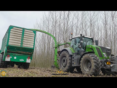 Energie Holzernte Fendt 828 Vario ,, Schradenholz'' 10m Pappel Kurzumtriebsplantage häckseln 2021