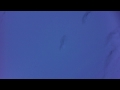 Misha Alperin - To Sviatoslav Richter