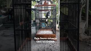 Download lagu suara jalak hongkong mp3