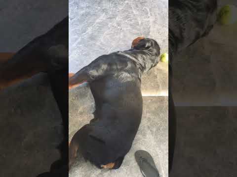 Oppsss Just stretch #shorts #trending #video #reels #reelsvideo #viralshorts #short #animals