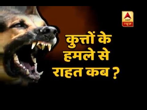 Sitapur Dog Menace: Local police with 11 teams investigating the situation