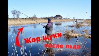Ловля щуки на пруду в апреле