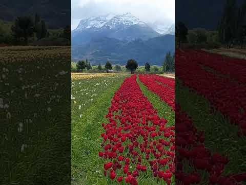 Campo de tulipanes. Trevelin (Chubut)