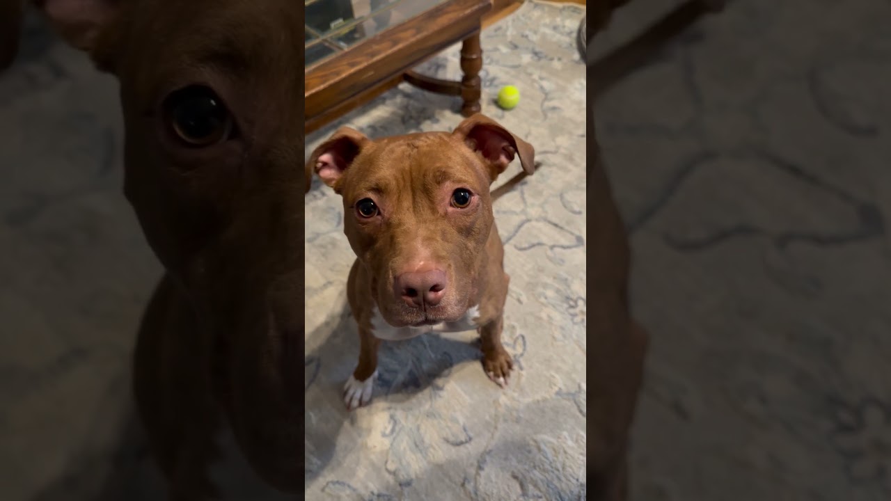 Frannie, a Adoptable mixed breed in Oshkosh, WI video 5/5