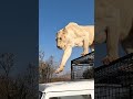 Naughty WHITE LION Jumps on Car #lion #animal #wildlife