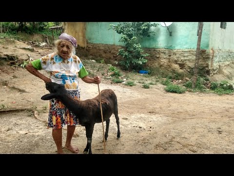 Dia dia  da vovó Alzira / CANHOTINHO / PE