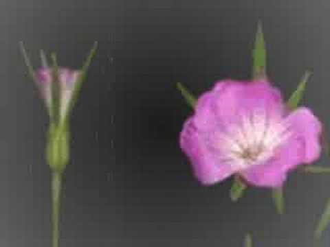 Damian Aleksander - Anthem (Chess)