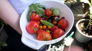Container Gardening Season 4 - Week 13: Harvest time!