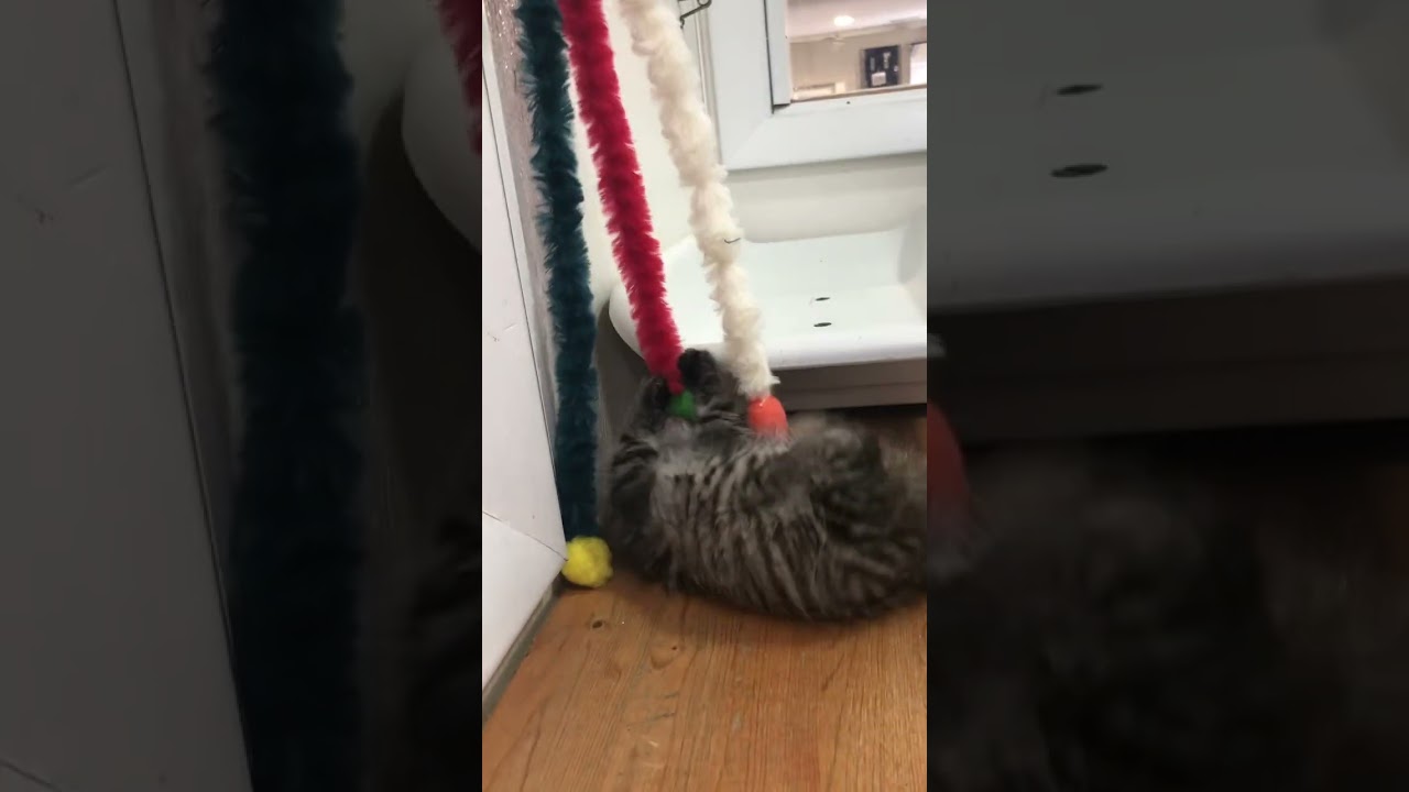 Enlarge Puddin, a Adoptable Domestic Short Hair in Defiance, OH video 6/6
