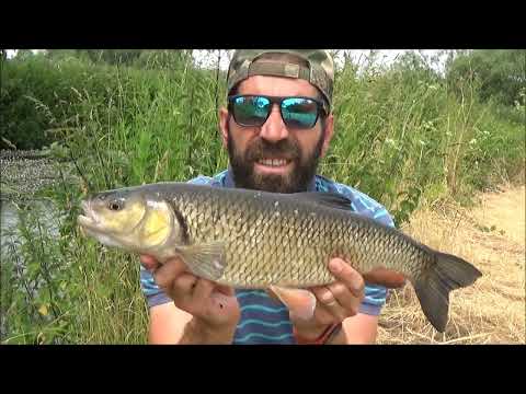CHUB FISHING on sinking Bread flake - Off the bridge! Jun 2023