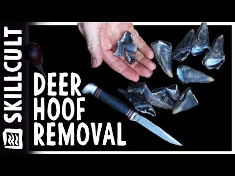 Uses of the Deer:  Removing and Trimming Hooves for Rattles and Decorations