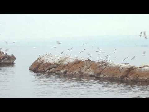 ŽEN - Žal (Official Video)