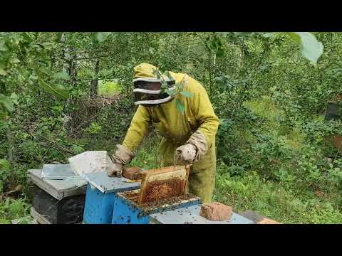 Почему в конце августа много нектара и как это влияет на пчелосемьи? Разбираемся вместе с пчеловодом
