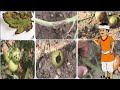 Krishi Rasayan Key Shield Fungicide For All Crops
