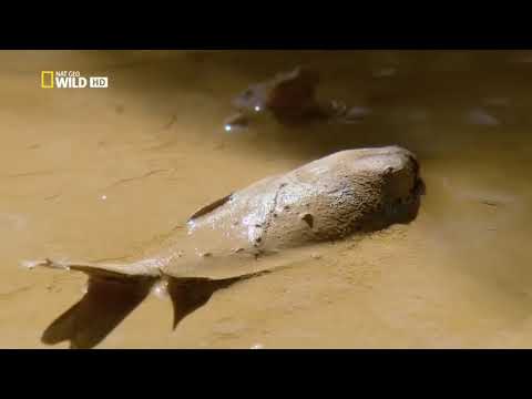 National Geographic \ Река Конго \ Река Монстров \  Документальный фильм