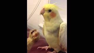 Little Charlie Bird Talks