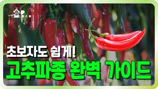 스마트팜 친환경 고추 명인 고추 파종 노하우 공개!!