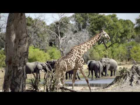 Safari Films in Africa