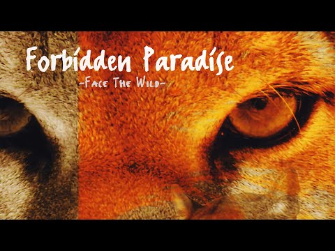 Forbidden Paradise 11: Face The Wild (CD2) (2001)