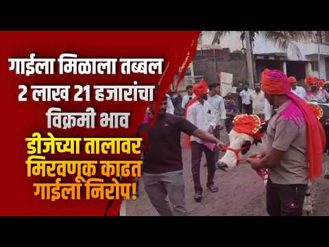 गाईला मिळाला तब्बल २ लाख २१ हजारांचा विक्रमी भाव; डीजेच्या तालावर मिरवणूक काढत गाईला निरोप!