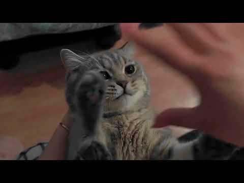 Cute Cat Playing With Girl | সুন্দর বিড়াল মেয়ের সাথে খেলছে | #MD: Masum