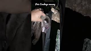 Download lagu berburu malam//poin musang//#shortvideo #viral #terbaru #musangakar mp3 Download lagu berburu malam//poin musang//#shortvideo #viral #terbaru #musangakar mp3