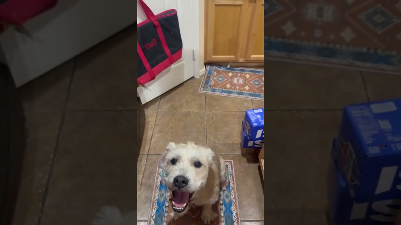 Enlarge Bolt, a Adoptable mixed breed in Phoenix, AZ video 6/6