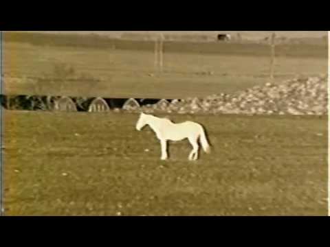 Shilpa Ray "Shoot This Dying Horse" (Official Music Video)